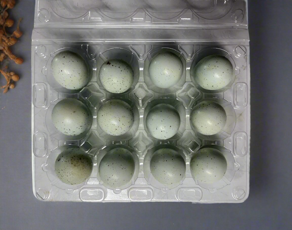 Blue Quail Eggs - GMO, Soy & Chemical-Free